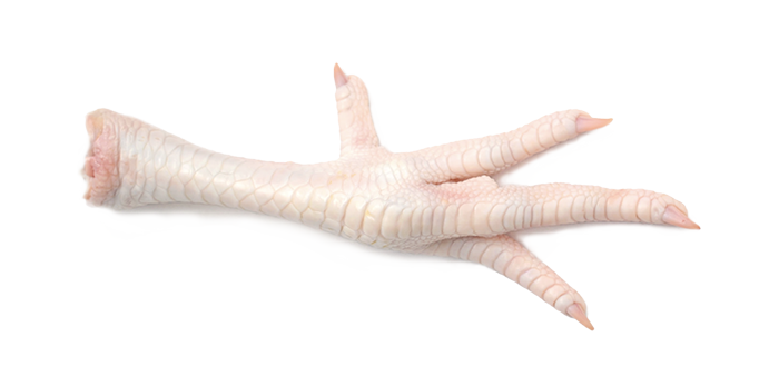 Pattes