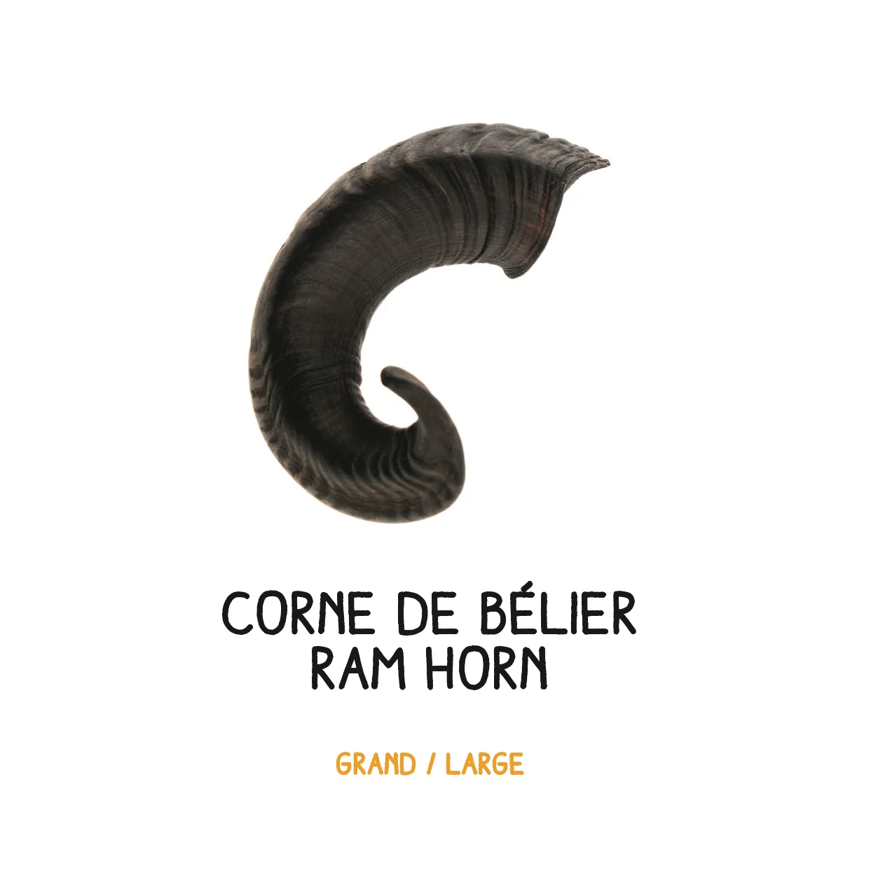 Corne de bélier - L - 351- 500g – Image 2