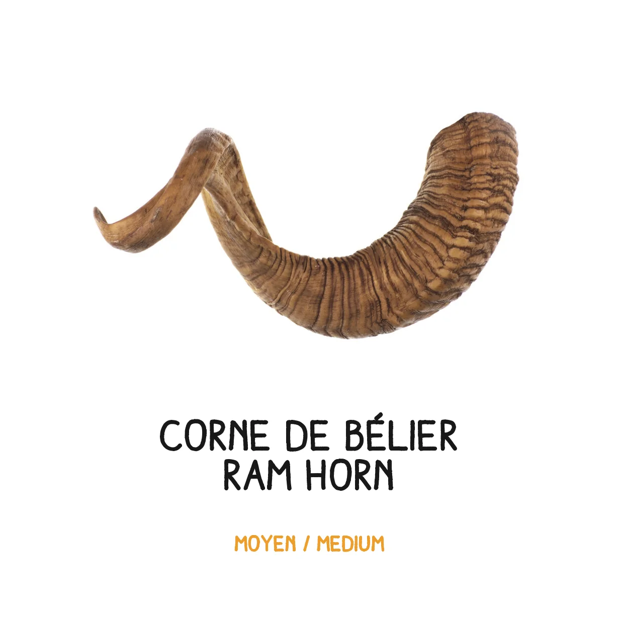 Corne de bélier - M - 201- 350g – Image 2