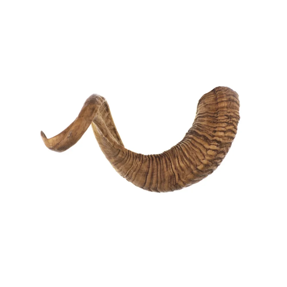 Corne de bélier - M - 201- 350g