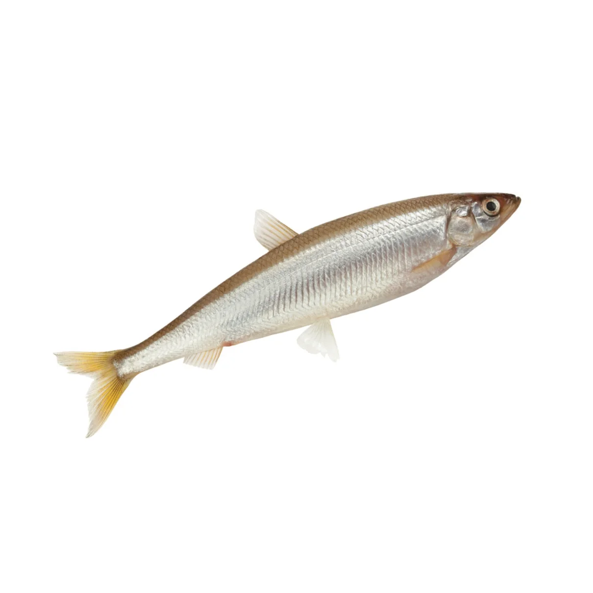 Eperlans