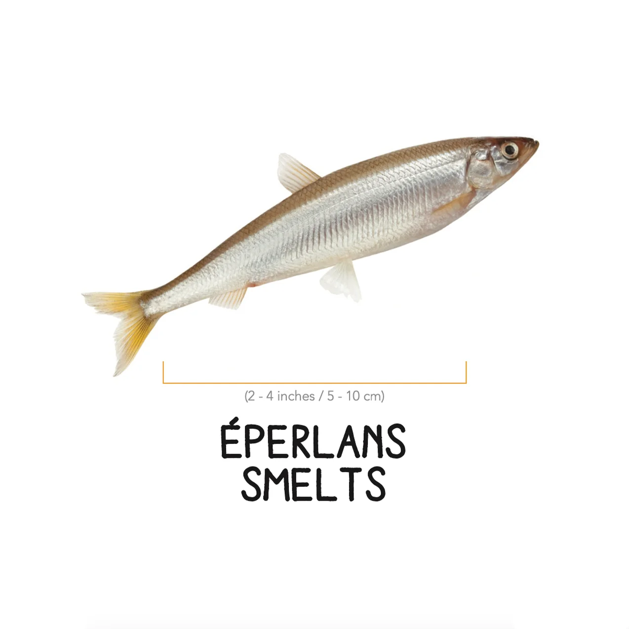 Eperlans – Image 2