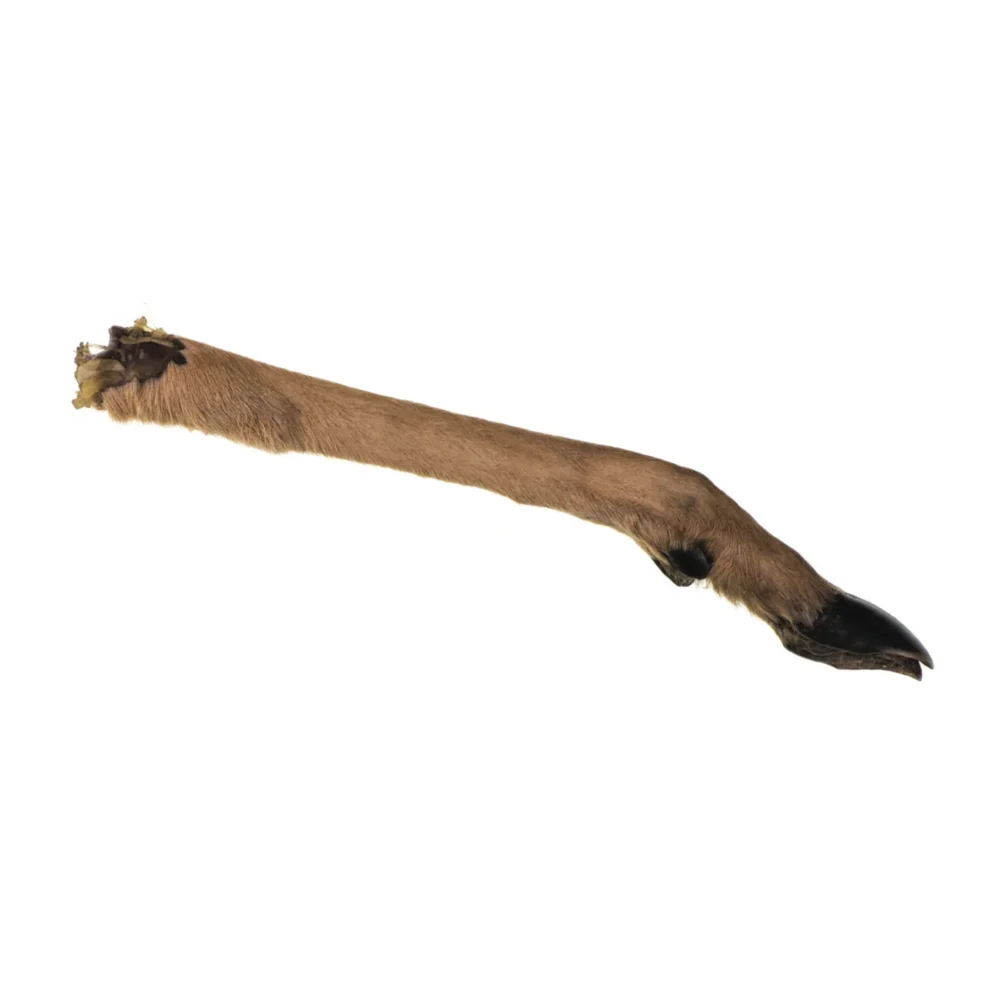 Pattes de cerf deshydratee avec poils - moyen -