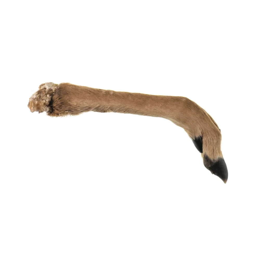 Pattes de cerf deshydratee avec poils - Petit -