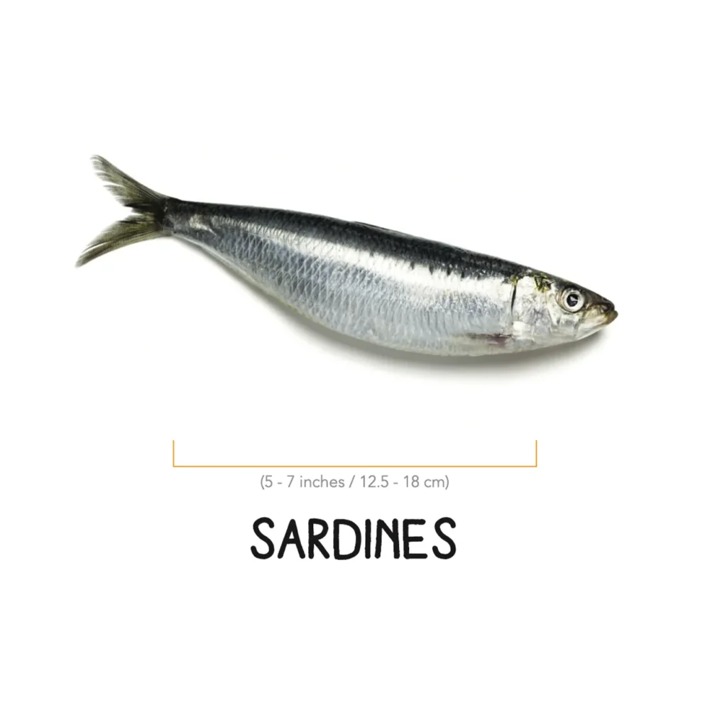 Sardines